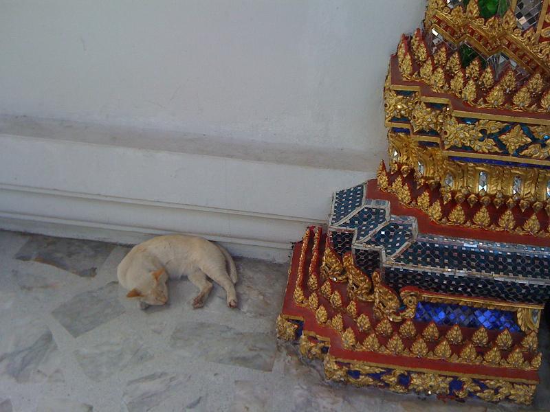 Felines of Bangkok