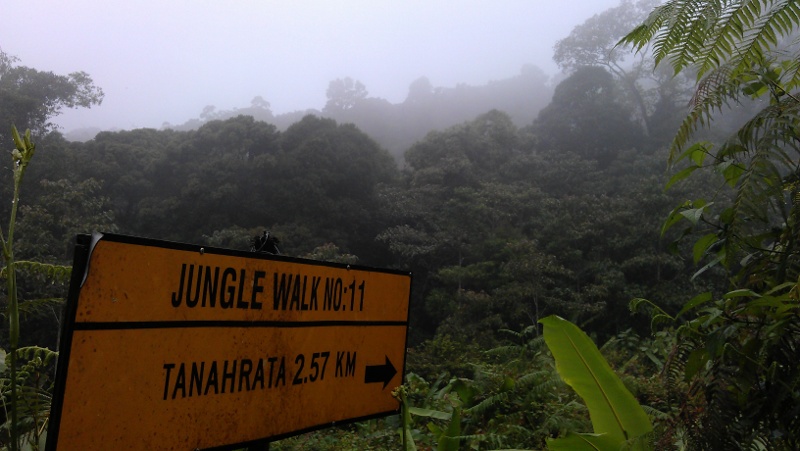 The jungle walk in Tanah Rata The jungle walk in Tanah Rata
